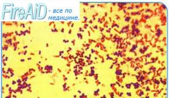 Фазы размножения бактерий в замкнутой среде (периодическая культура)